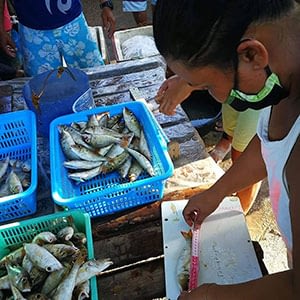 Fish sizing activities are crucial for informing marine management plans all over the Philippines