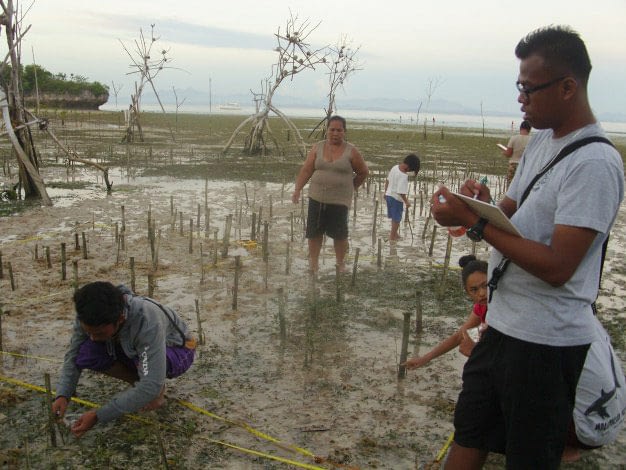 mangroves are an essential element of marine conservation in the Philippines